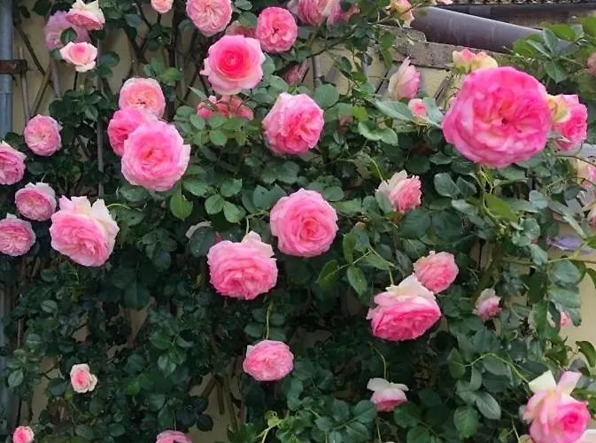 Mini Fontana Maggiore Resort Perúgia